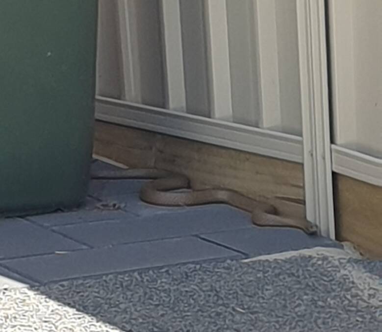 A brown snake at Horsham resident Josh Sykes' home on Monday. Picture: CONTRIBUTED