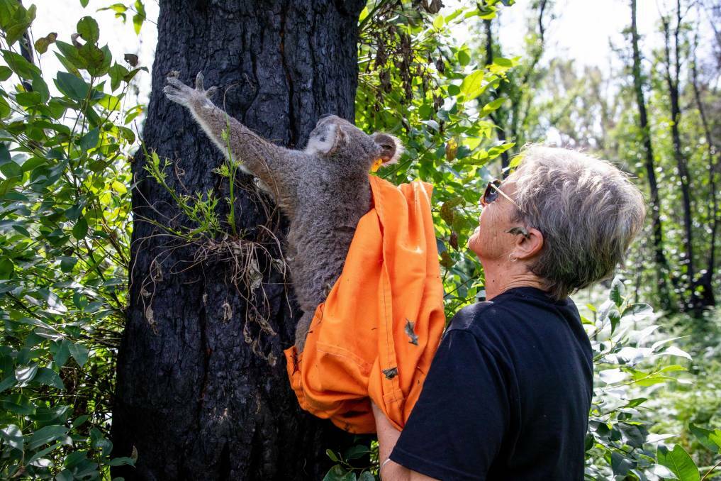Away you go: Anwen the koala gets a boost to freedom from Port Macquarie Koala Hospital clinical director, Cheyne Flanagan.