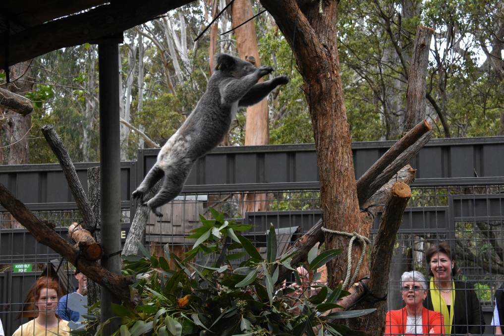 WHAT A JUMP: Rescued koala Lismore Rose wows onlookers with a massive leap to a nearby tree at the Port Macquarie Koala Hospital.