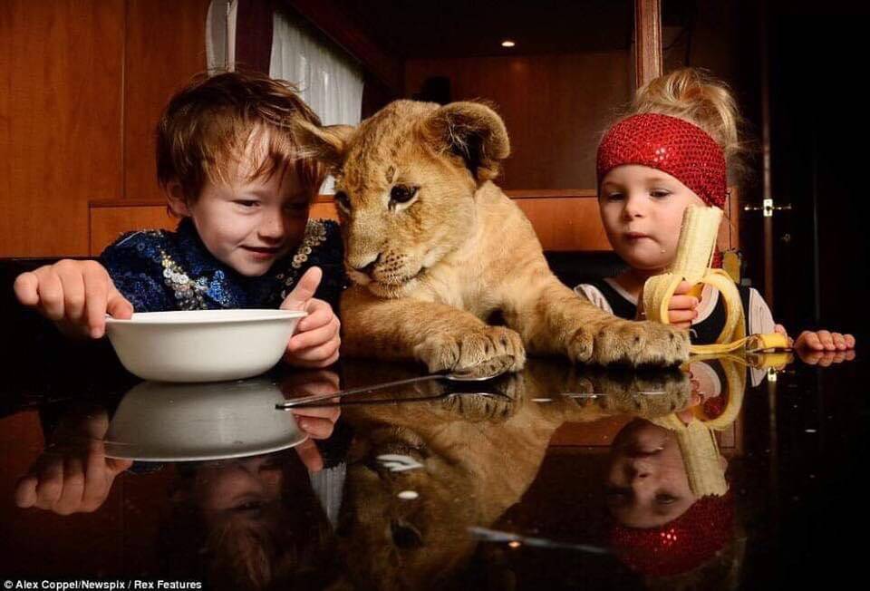 CIRCUS LIFE: Children growing up with the lions at Stardust Circus.. Photo: Supplied/Matthew Ezekial.