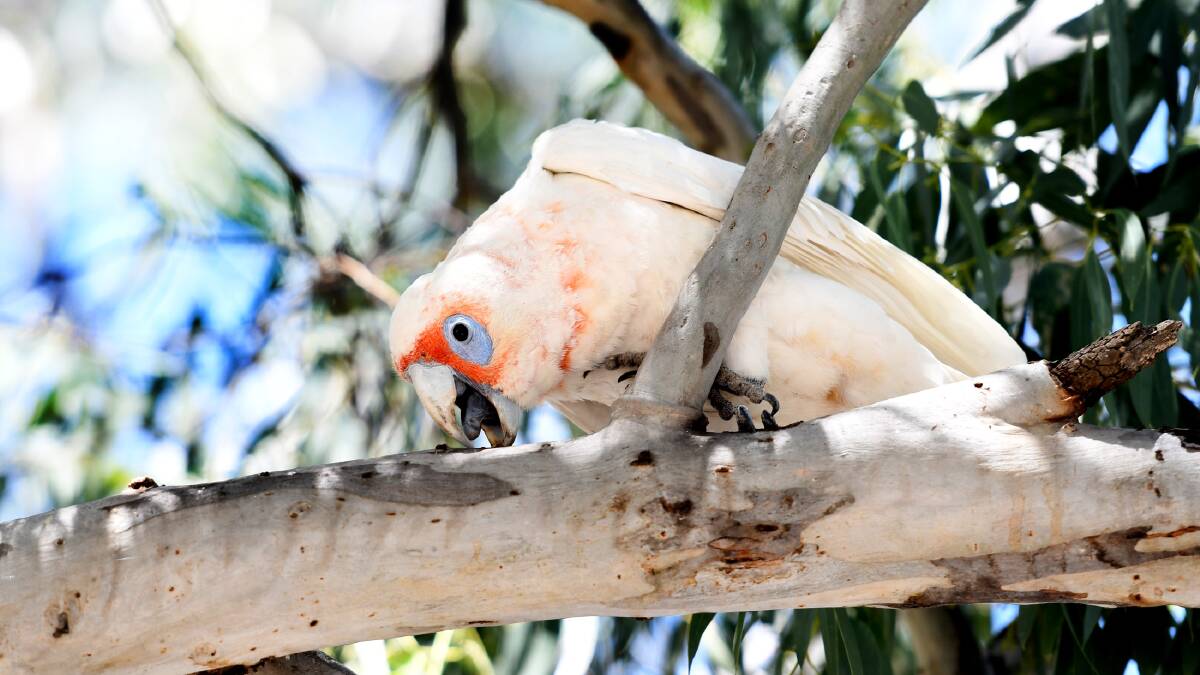 Corellas are a common problem during the summer months. 