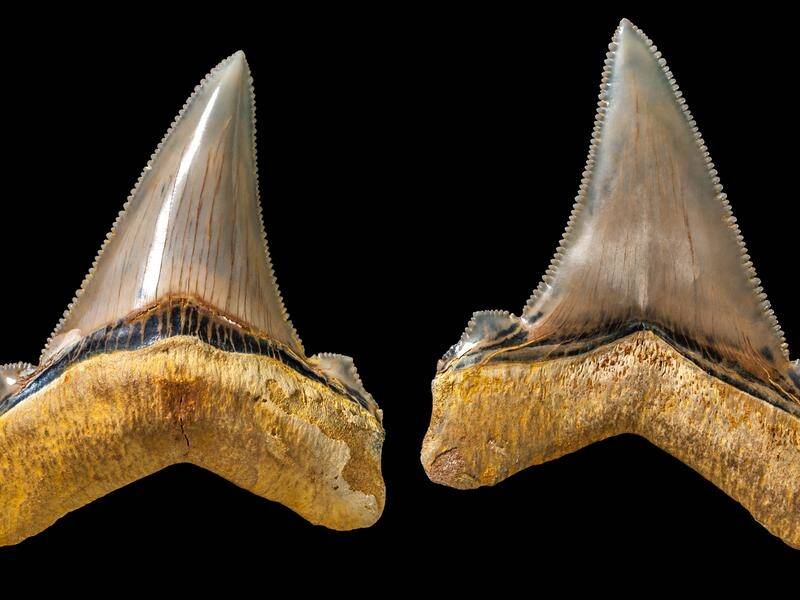 A set teeth belonging to a prehistoric giant shark have been found in Victoria.