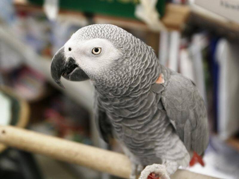 Five African grey parrots have been separated at a British zoo after cursing at visitors.