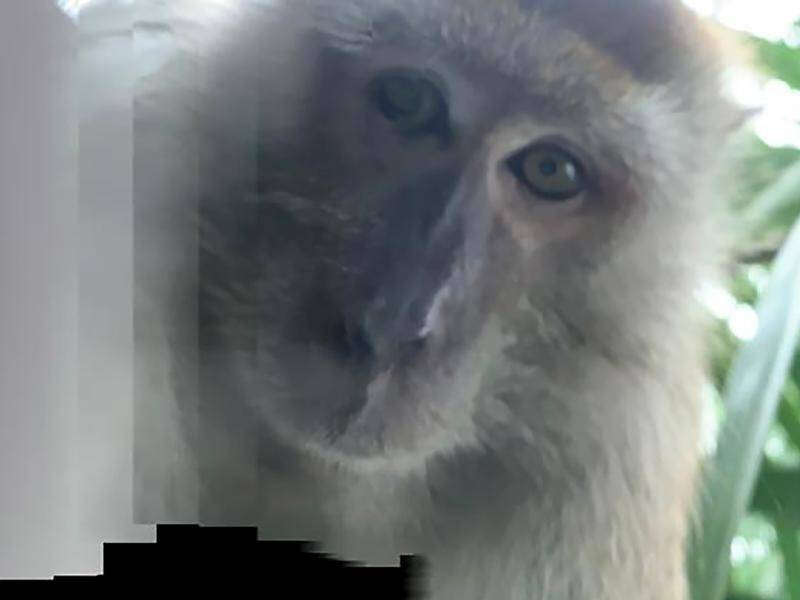 Zackrydz Rodzi's phone was found complete with monkey selfies and videos.