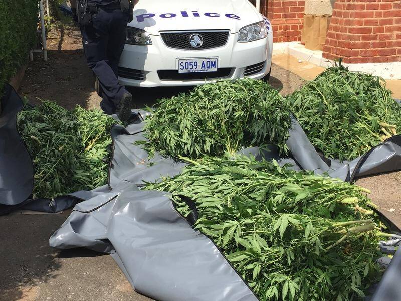 Housing SA evictions have spiked for tenants doing the wrong thing, including drug cultivation.