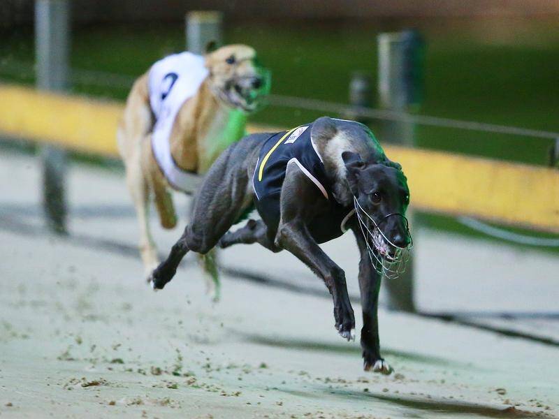 Dapto Dogs has won reprieve, with the Supreme Court ordering an administrator to stage meets.