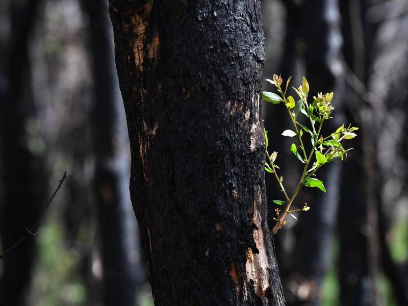 Scientists want to determine how well plants and animals have recovered from the Black Summer fires.