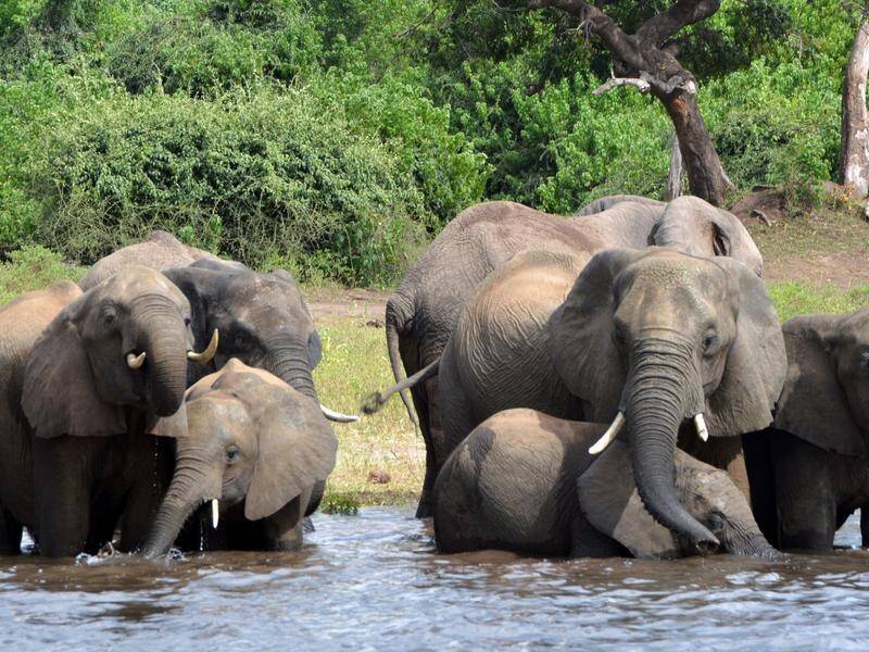 Botswana officials are investigating the unexplained deaths of elephants in the Okavango Panhandle.
