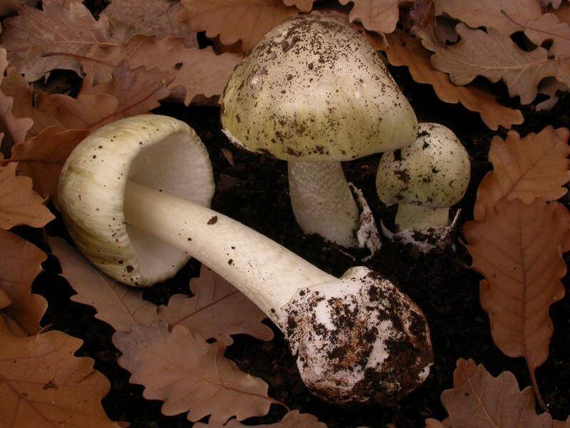 Death Cap mushrooms can cause fatal organ damage and should not be ingested, authorities warn.