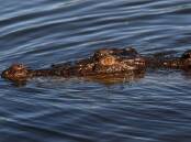 A four-metre crocodile was located in an area north of Cairns were a boy was killed (file pic). (Dean Lewins/AAP PHOTOS)