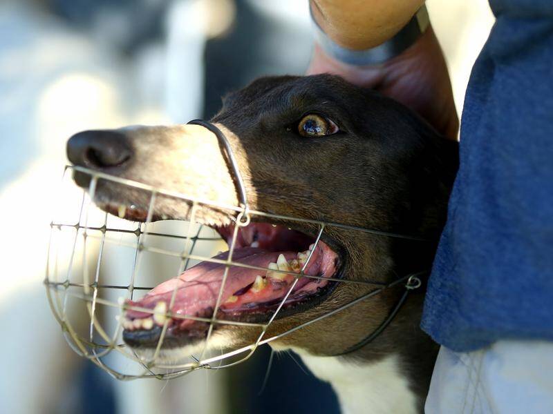 The NSW Greyhound Welfare and Integrity Commission says the safety of the dogs are its top priority.