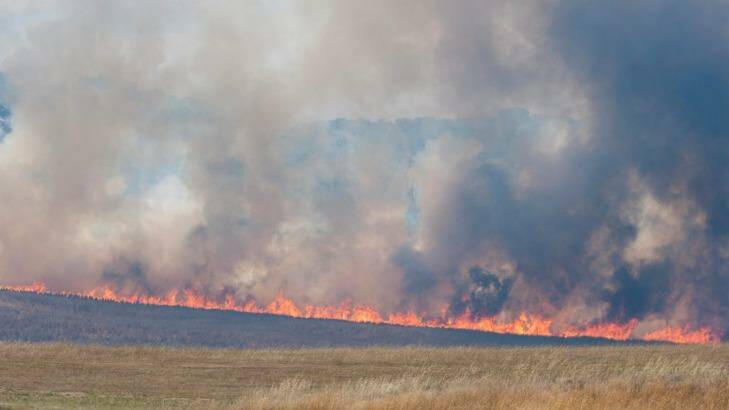 A bushfire burns through grasslands near Tarago. Photo: Elesa Kurtz