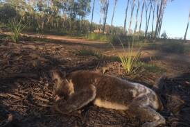 A farmer has been fined after dozens of koalas died or were seriously injured in land clearing. (HANDOUT/THE WILDERNESS SOCIETY)