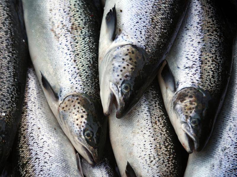 The environmental regulator has approved upgrades to a salmon and trout hatchery in Tasmania.