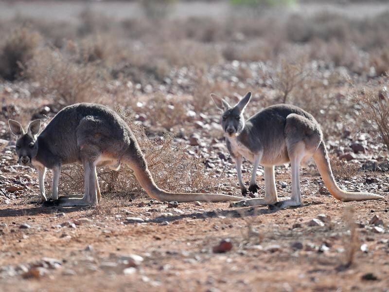 South Australia's 2020 commercial kangaroo harvest will be limited due to drought.