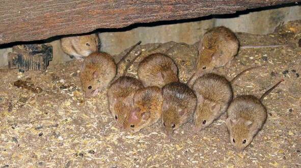 Mouse numbers are increasing across the Wimmera.