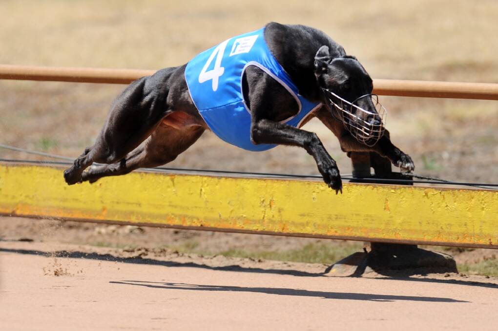 SUPPORT: Horsham Greyhound Racing Club has backed the proposed crackdown to live baiting in Victoria, which will see harsher penalties for those found in the wrong, and tougher restrictions on the greyhound racing as a whole. Picture: PAUL CARRACHER