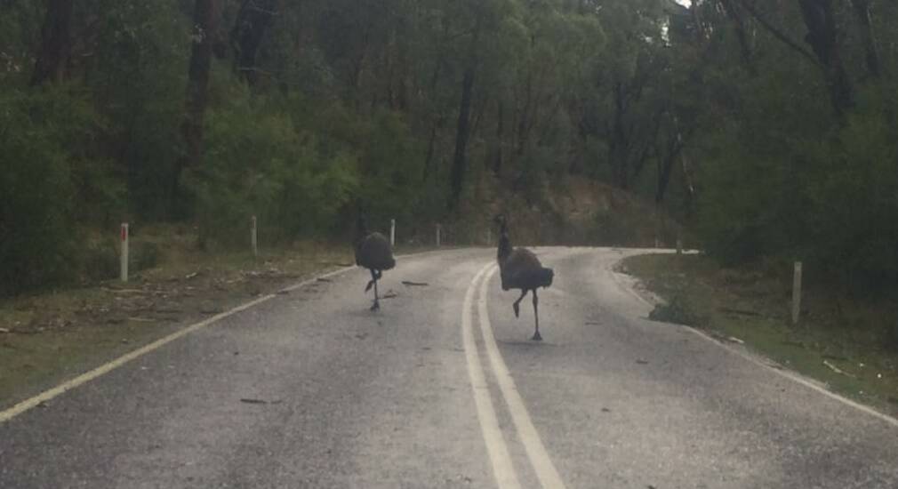 Two emus took a stroll across the road at the foot of Mount William. PICTURE: JORDAN OLIVER