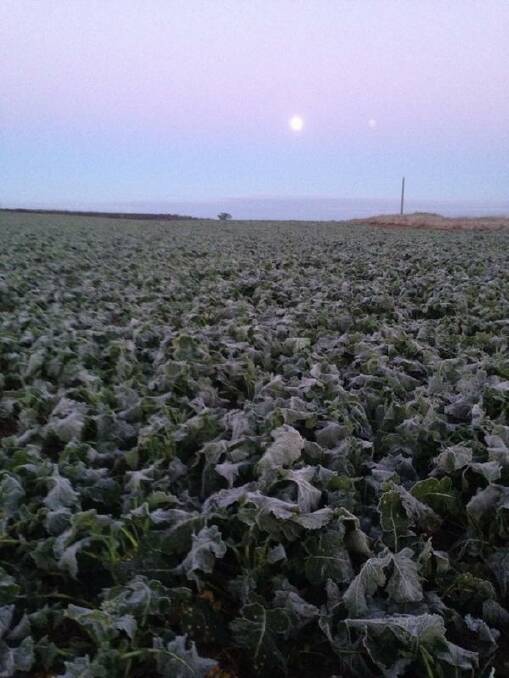 PIC OF THE DAY. Send your photos of the Wimmera to newsdesk@mailtimes.com.au or tag us on Instagram @wimmeramailtimes and use the hashtag #wakeupwimmera to have your pic included! Photo: ‏@SFindlaytickner, via Twitter. "Super moon didn't stop the frost settling on my canola!"