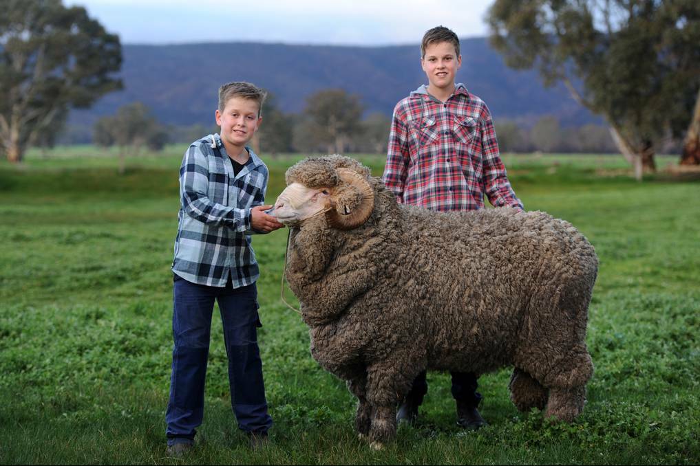 WINNING BREED: Brothers Harry Miller, 11, and Will Miller, 13, with their winning ram, Hazza. Picture: SAMANTHA CAMARRI