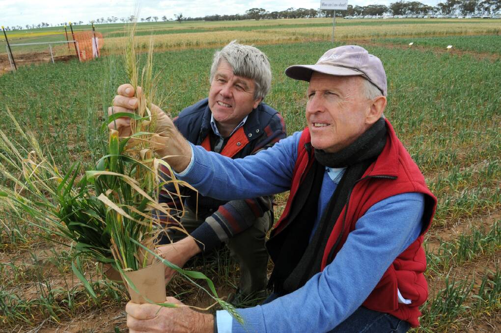 RESEARCH: Arable Research Foundation agronomist Nick Poole and Birchip Cropping Group agronomist Harm van Rees inspect frost damage at Birchip Cropping Group’s main field day. Picture: PAUL CARRACHER