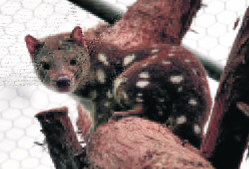 Sniffer dogs are helping to search for tiger quolls in the Grampians.
