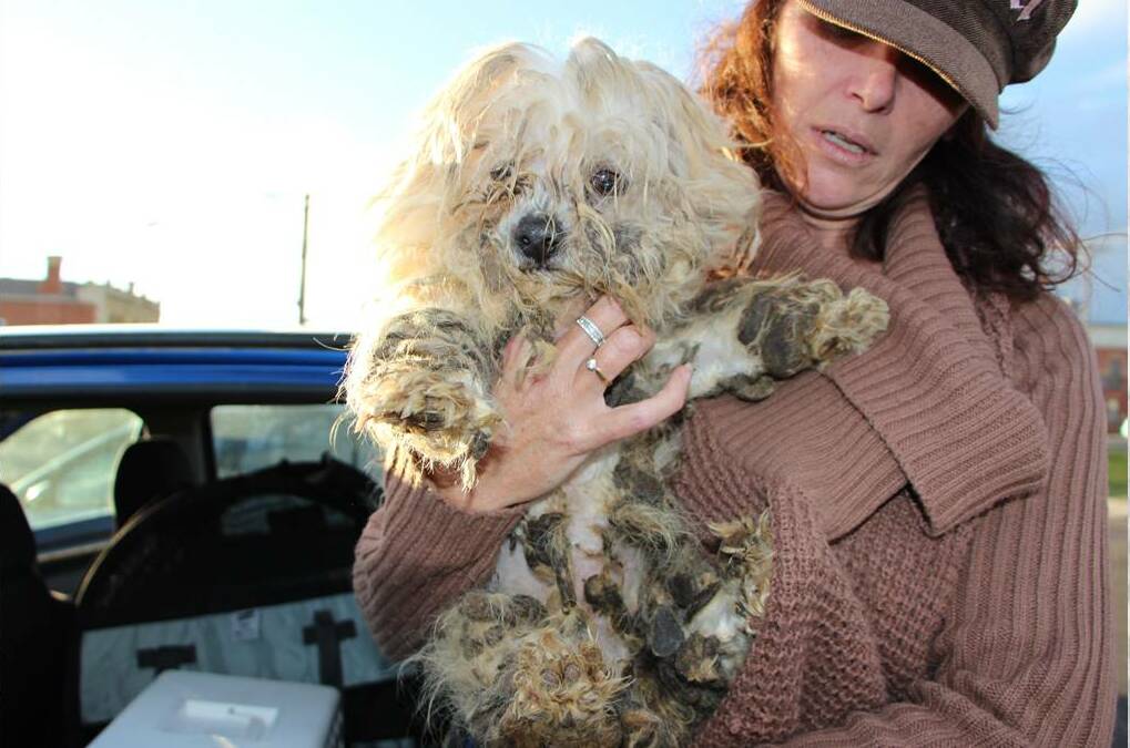 Oscar's Law extracted 28 dogs from an alleged small puppy farm near Horsham last year.