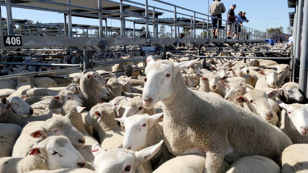 Sheep shearing industry faces shortages as Kiwi workers stay home