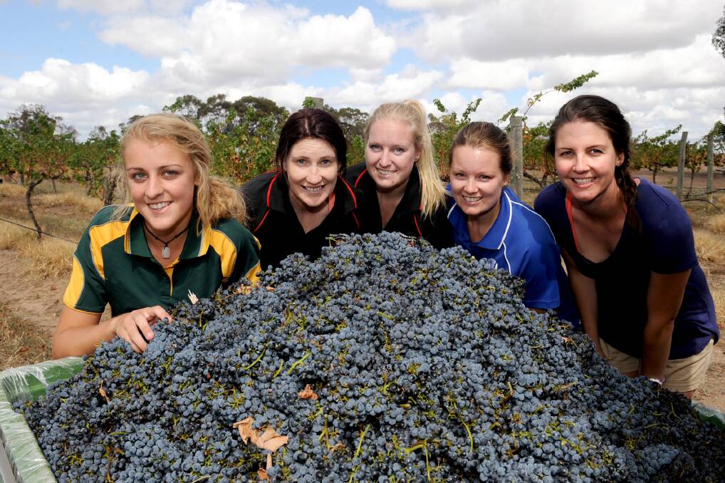Noradjuha-Quantong Football Netball Club members Lucy Brand, Chloe Gabbe, Georgia Francis, Bianca Anson and Brooke Pay pick grapes at Norton Estate Wines. Picture: PAUL CARRACHER