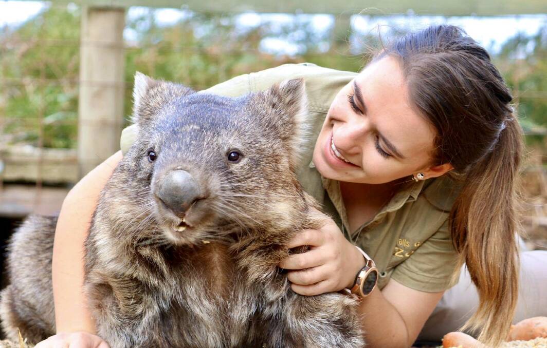 VIRTUAL ZOO: Halls Gap zookeeper Chloe Keating with Bean the wombat. Picture: CONTRIBUTED 