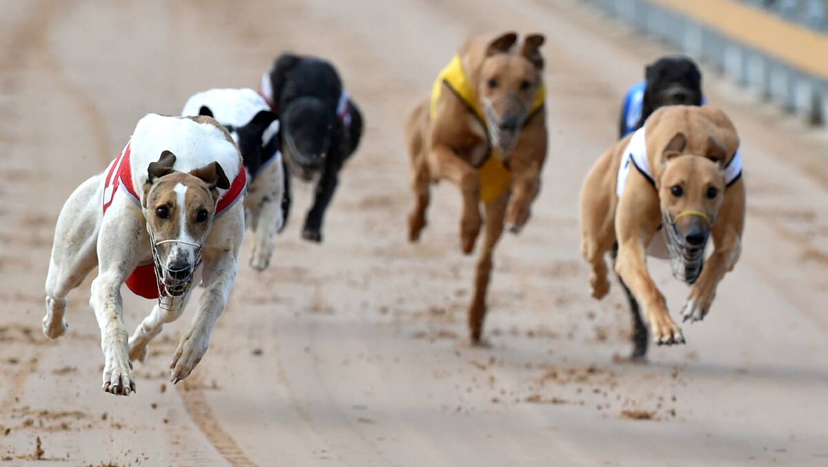 POSITIVE: With attention elsewhere, Horsham Greyhound Racing Club has been reflecting on champion stories.