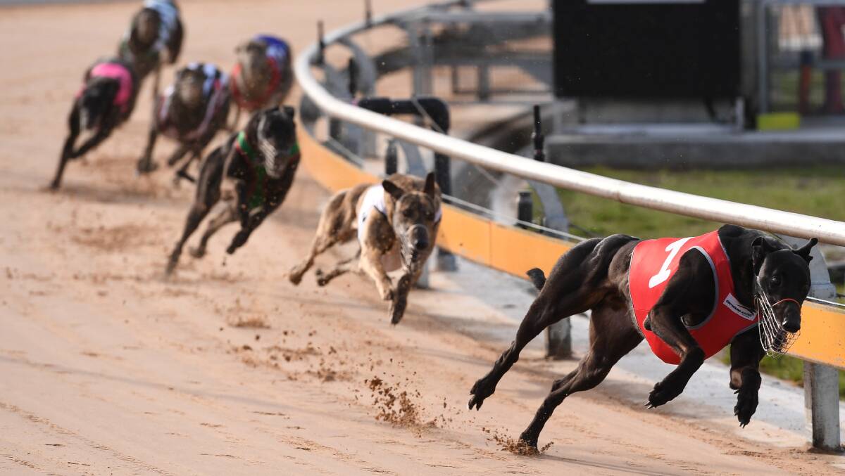 EXCITEMENT: The Horsham Greyhound Racing Club will stage the GRV Vic Bred Maiden series tomorrow - the first since the track's redevelopment.  