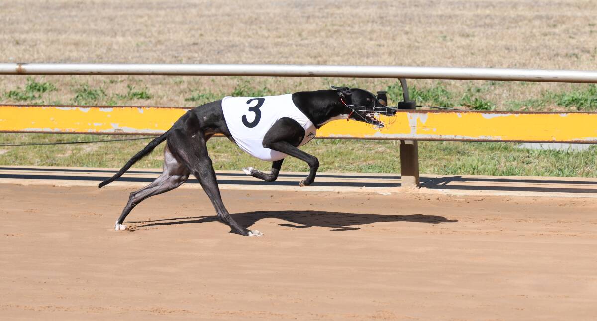 BIG WIN: Dyna Nelly (Andrea Gurry) recorded a comfortable four-length win last Tuesday, well and truly dispelling her maiden status.

 