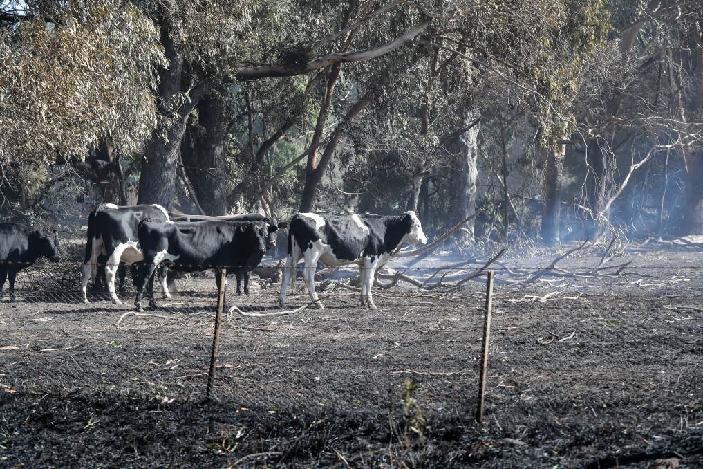 AWARENESS: All livestock owners should ensure that they make adequate preparations well before a bushfire hits.