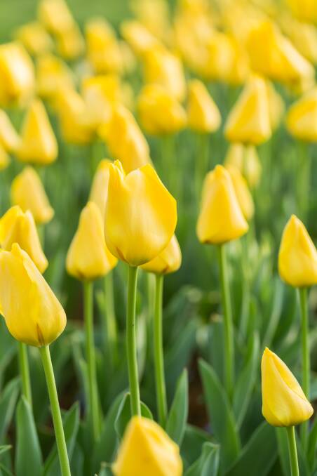 PLANTING: The yellow tulip is the symbol of hope for Parkinson’s. 