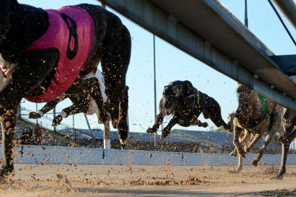 On the pace: Locally trained greyhounds were in impressive form at Horsham Greyhounds on Saturday night.