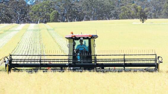 HARVEST: Geoff Rethus windrows his GM canola crop on Wednesday. Picture: PAUL CARRACHER