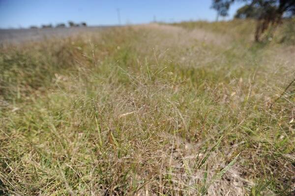 PROBLEM: The CFA has encouraged land owners to manage fairy grass on their properties. A wet summer last year provided ideal growing conditions for grass. Picture: AYESHA SEDGMAN