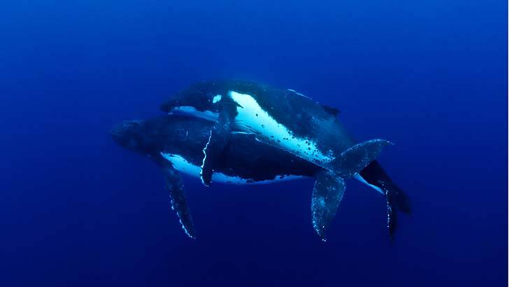 Collingwood photographer Jason Edwards won the science photography award with this, the first picture of two humpback whales mating. Taken in waters off the Vava'u Islands, Tonga.
