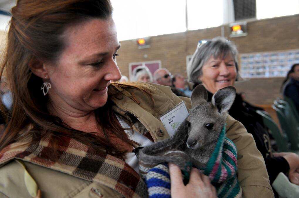 Bronwyn Baird cuddles up to a foster joey at the Wimmera Biodiversity Seminar at Dimboola on Thursday. Picture: PAUL CARRACHER 