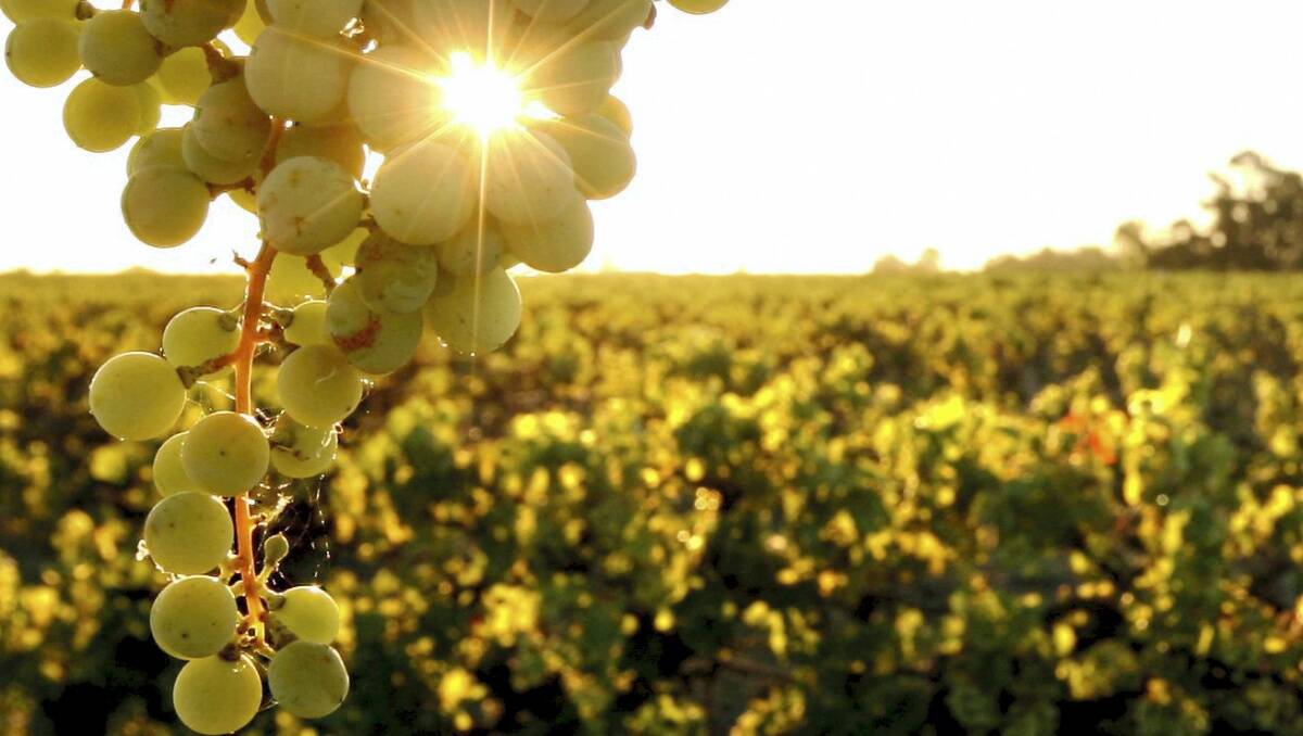 Treasury Wine Estates could one day plant grapes and produce wine in China for the domestic Asian market.
