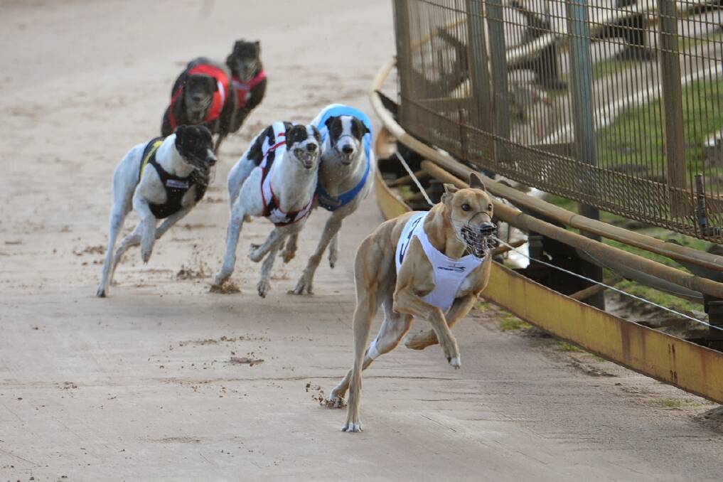 Greyhound racing at Horsham