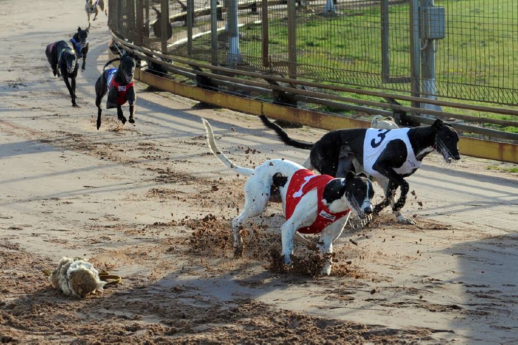 Greyhound racing at Horsham