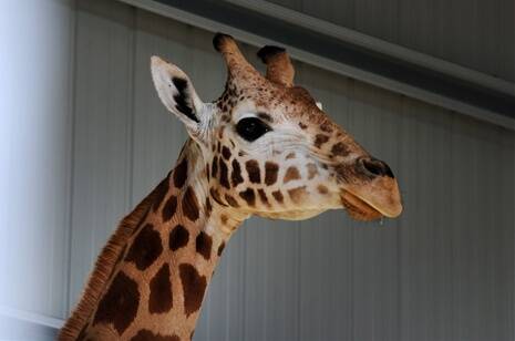 Sumari the giraffe settles in at Halls Gap Zoo.
