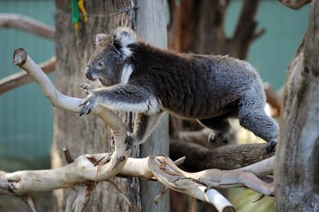 Female koala at Halls Gap Zoo.