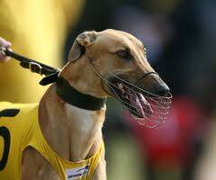 Racing greyhound Lektra Ottens is missing in the Kiata area after the vehicle it was travelling in crashed into a house on Friday. 